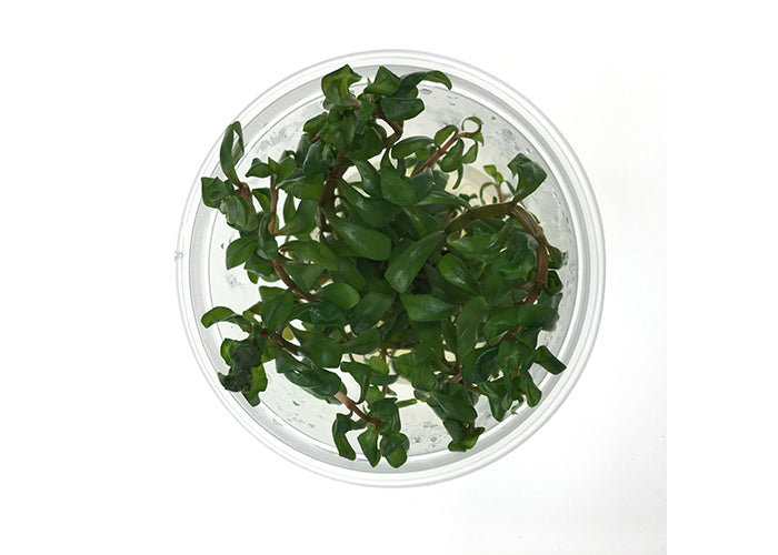 Ammania Senegalensis Tissue Culture