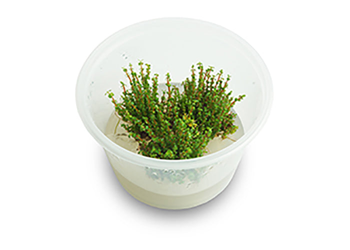 Rotala Macranda (Pearl) Tissue Culture