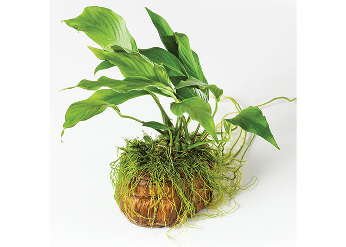 Anubias Tiger Eye Rock Creation