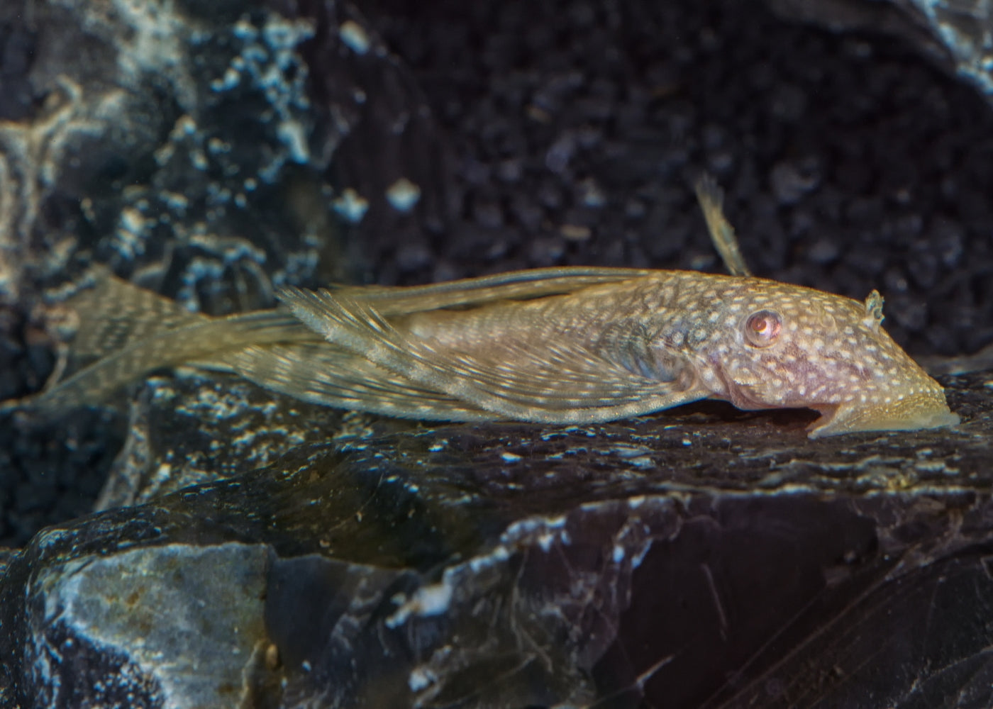 Bristlenose Catfish - Longfin