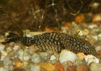 Bristlenose Catfish - Longfin 2