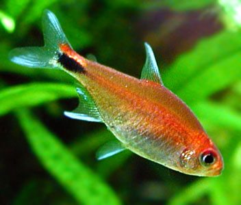 Red Ruby Tetra
