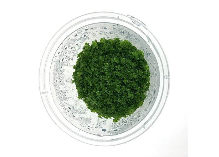 Hemianthus Callitrichoides (Cuba) Tissue Culture