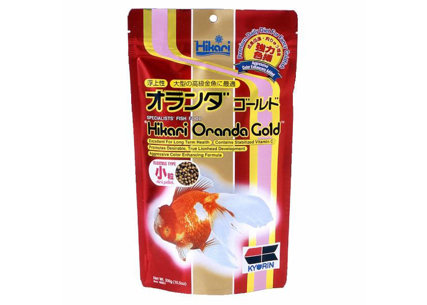 Hikari Oranda Gold Mini 2