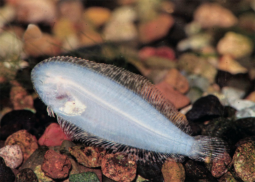 Freshwater Sole