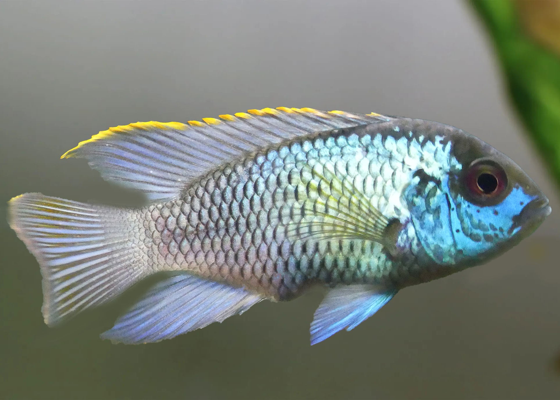 Neon Blue Acara 2