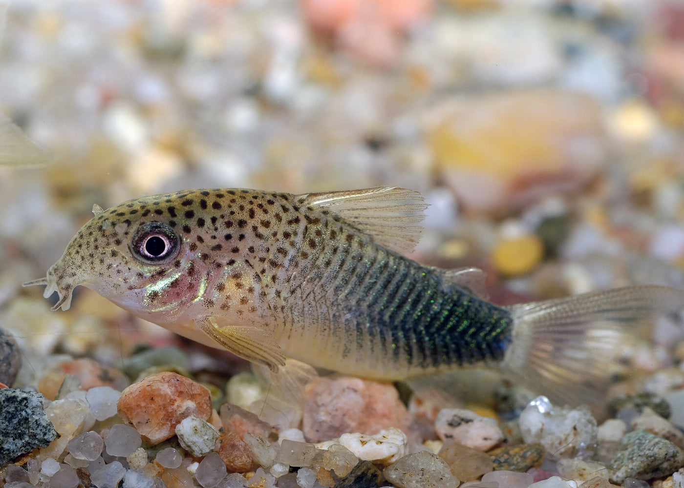 Corydoras Similis