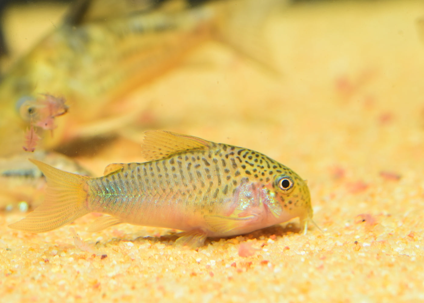 Corydoras Similis 2