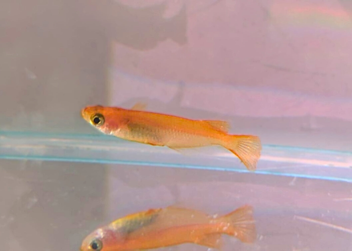 Orange Medaka - Yokihi