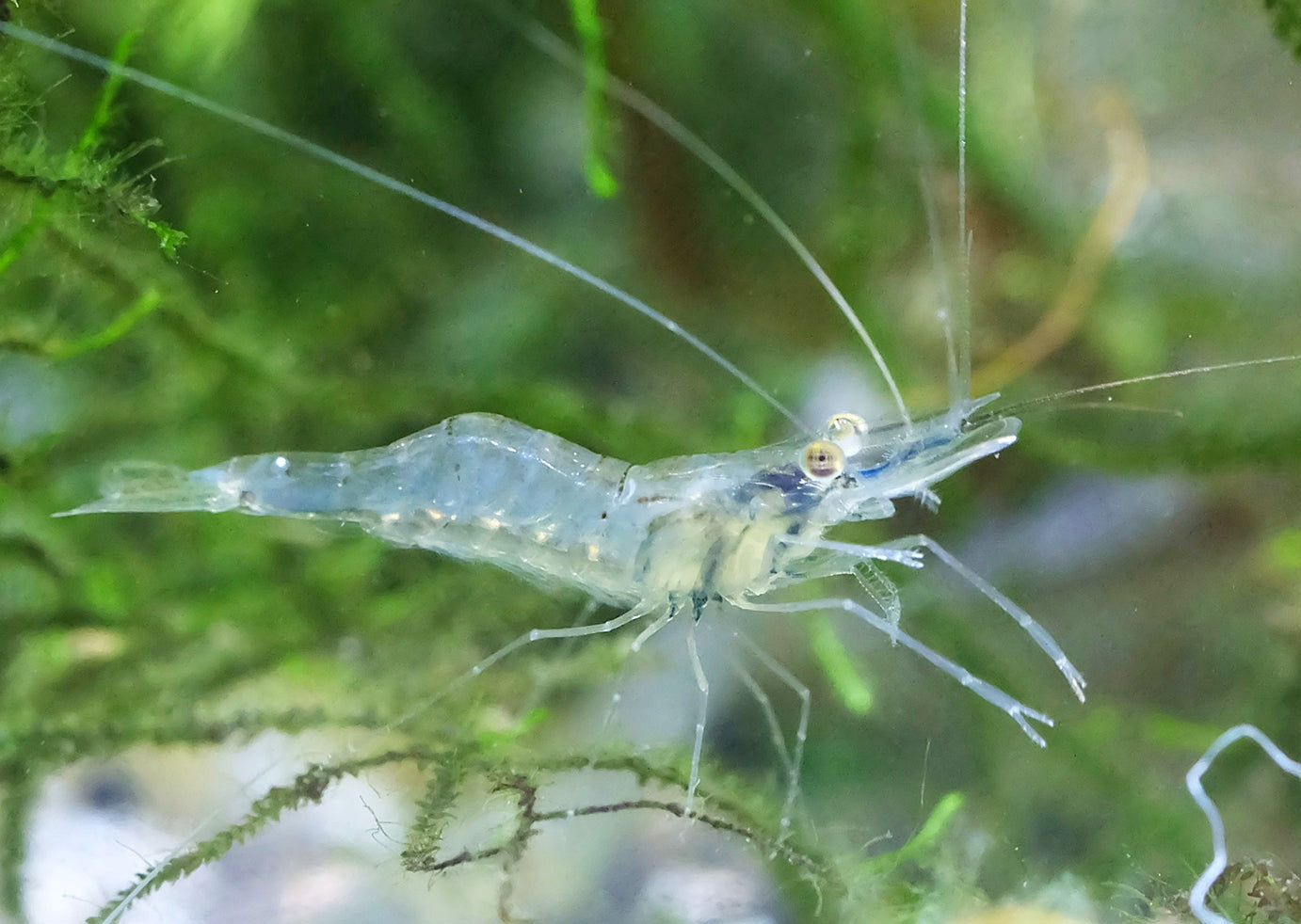 Shrimp Glass