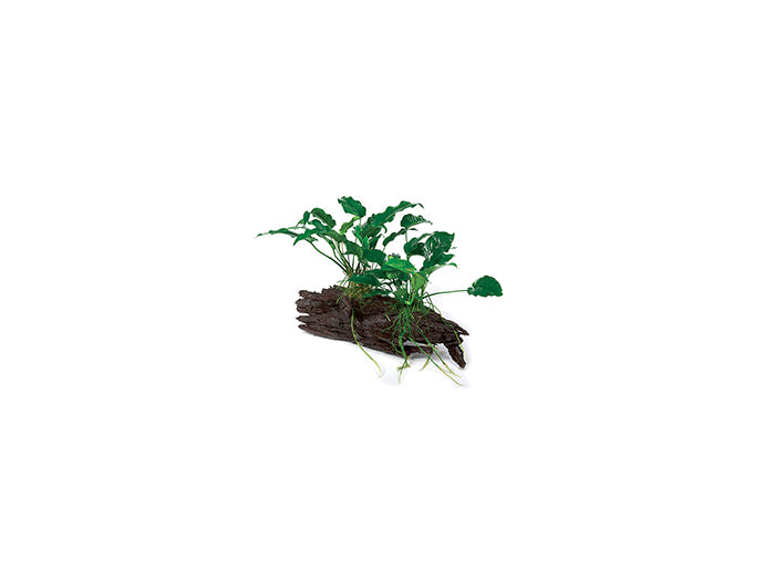 Anubias Emerald Heart & Barteri OT Driftwood Creation