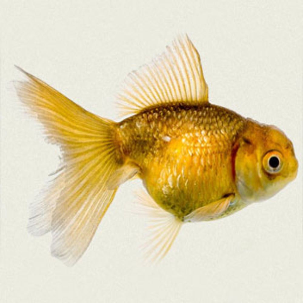 Oranda Bronze