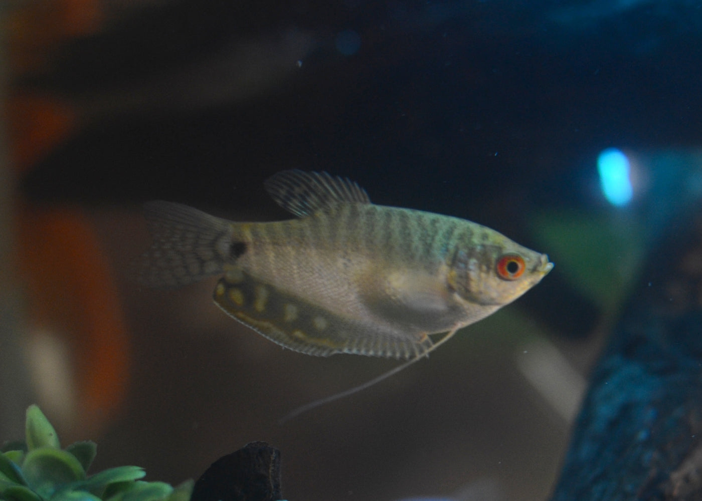 Gourami - Assorted 2
