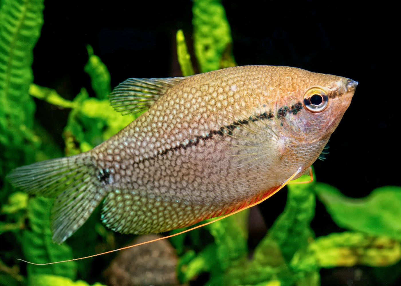 Gourami - Assorted 4