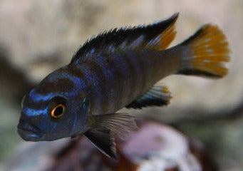 Pseudotropheus Elongatus Gold Bar