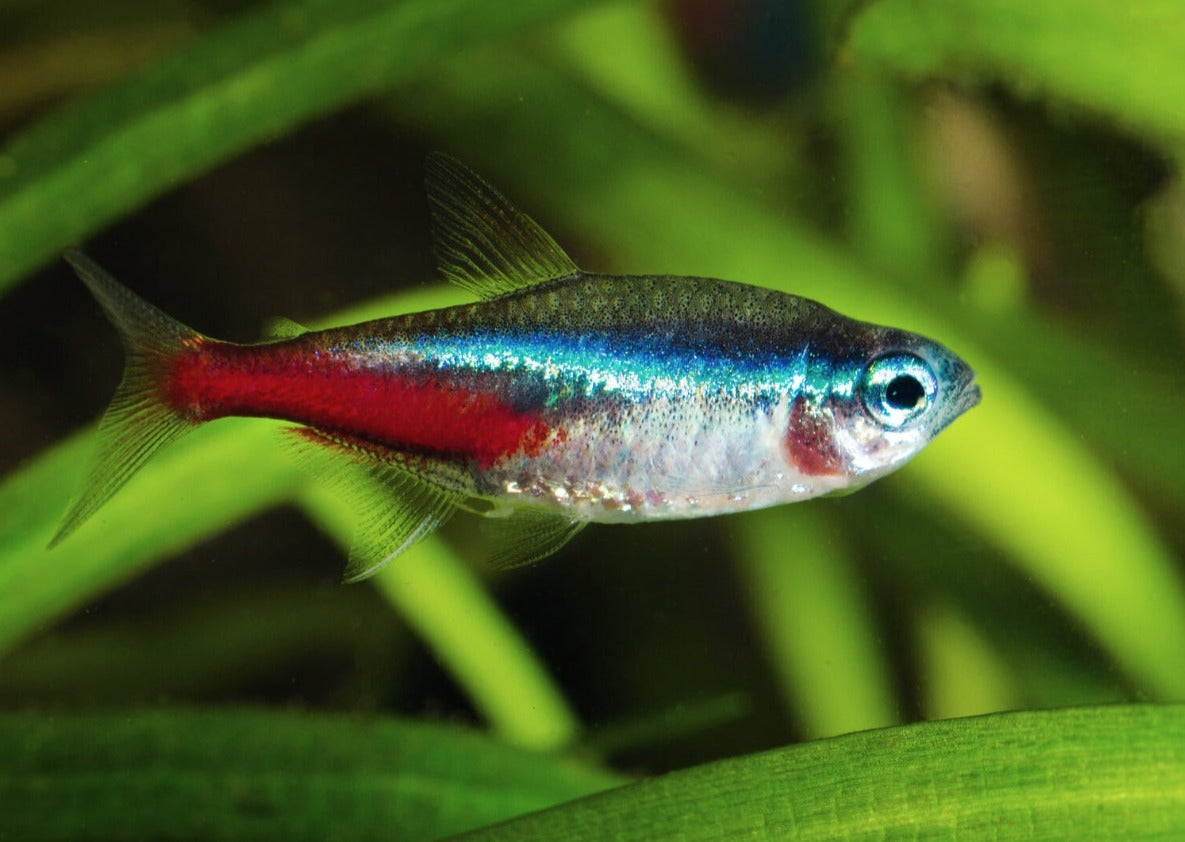Neon Tetra Special (10 for $25)