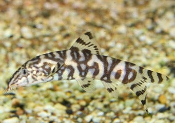 Pakistani Loach 2