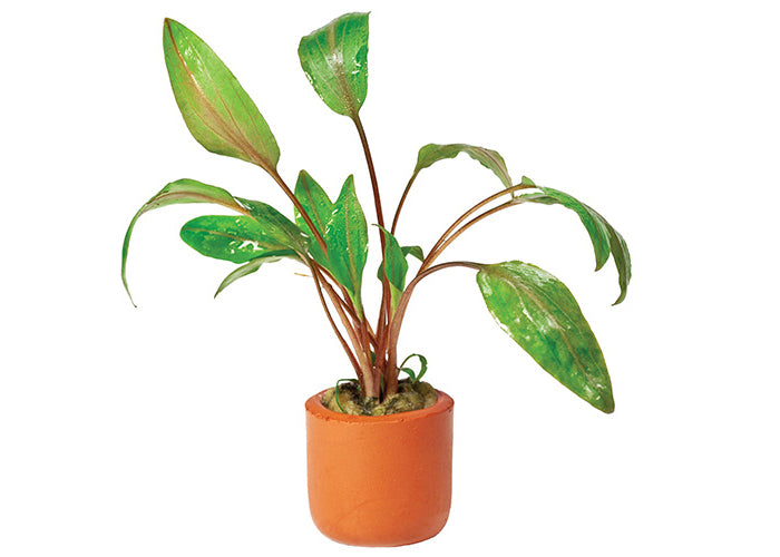 Cryptocoryne Mi Oya in Terracotta Pot