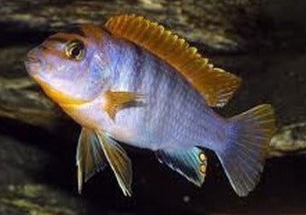 Labidochromis Hongi