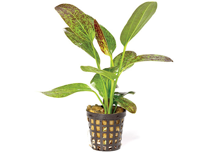 Echinodorus Green Flame in Mesh Pot