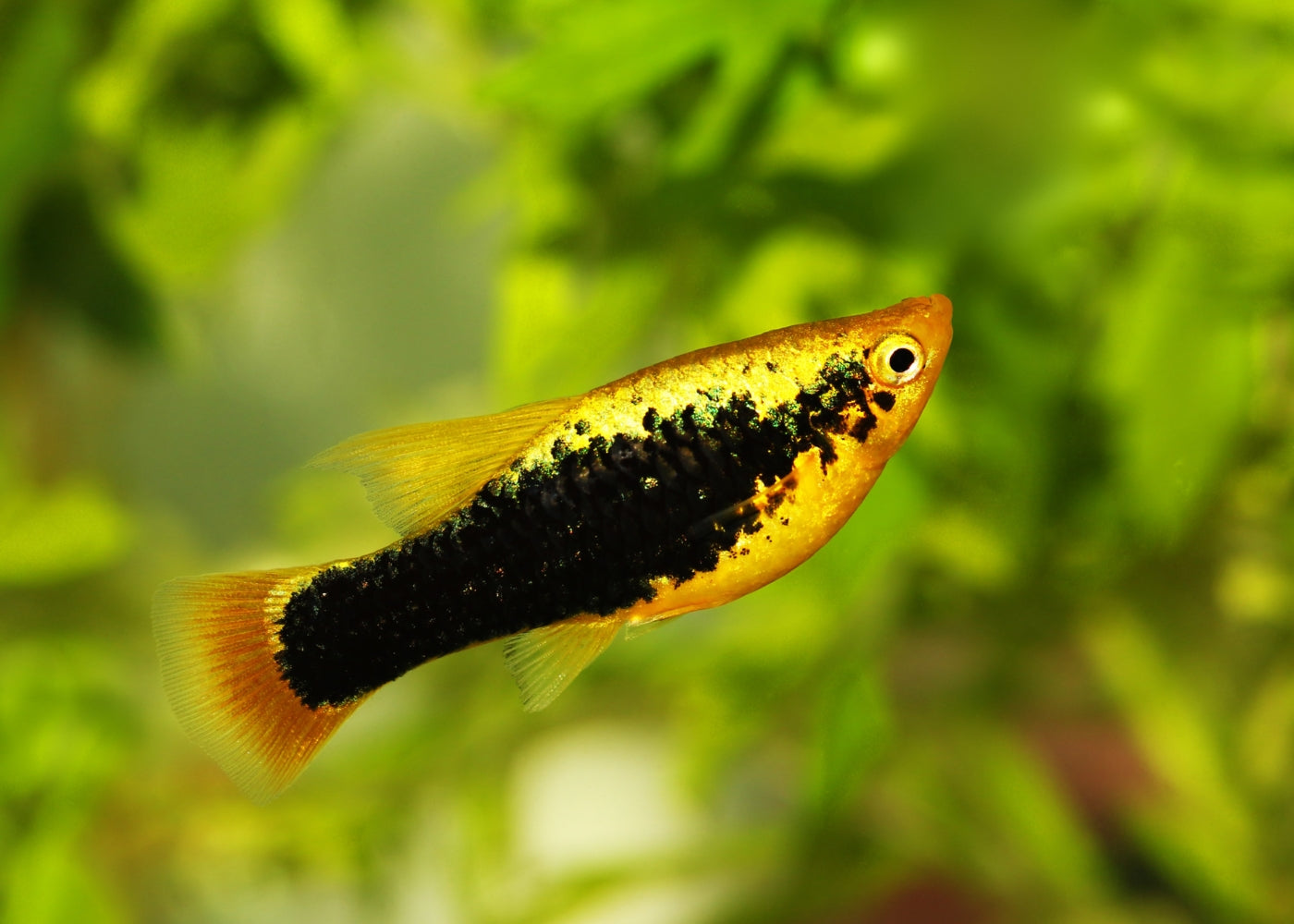 Platy Tuxedo Yellow