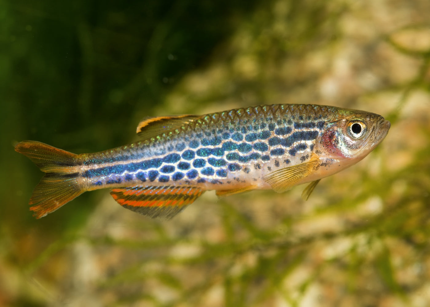 Orange Finned Zebra Danio 6 for $15