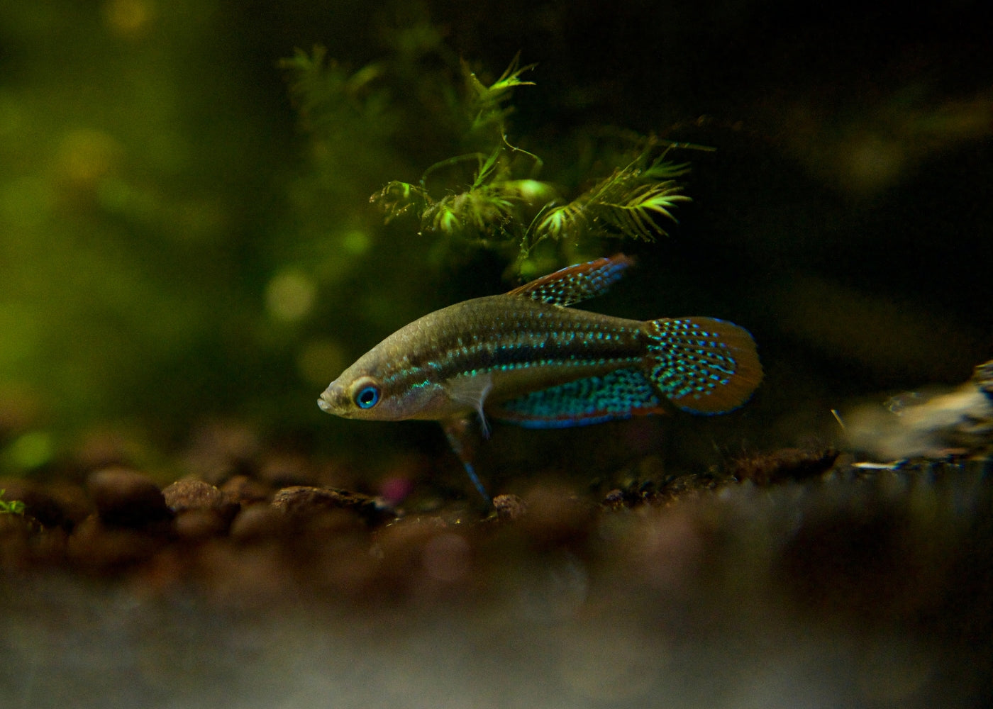 Gourami Sparkling