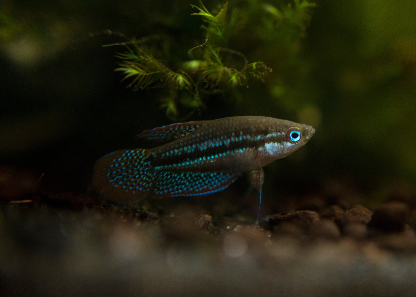 Gourami Sparkling 2