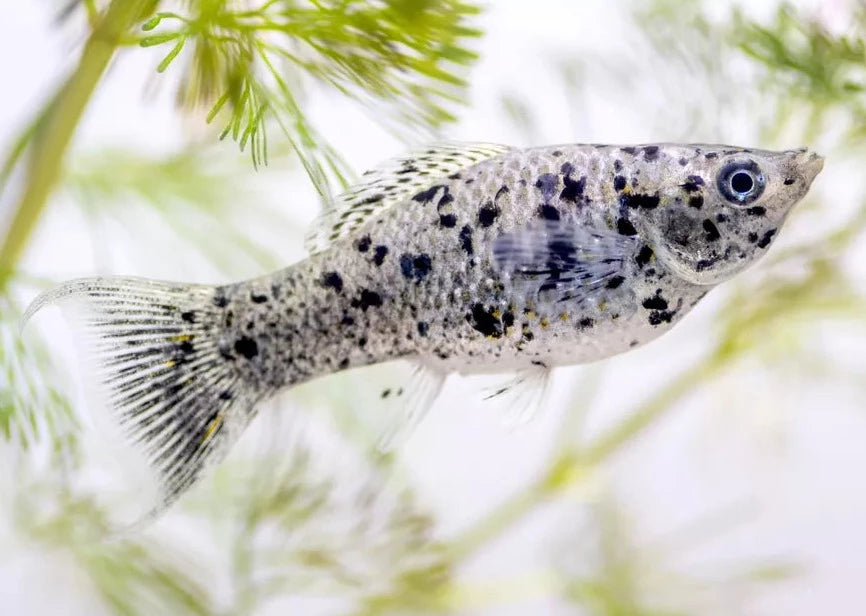 Molly - Lyretail Assorted