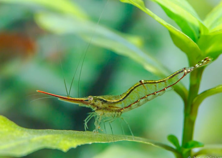 Red Nose Shrimp - Special 10 for $90