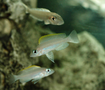 Neolamprologus Caudopunctatus