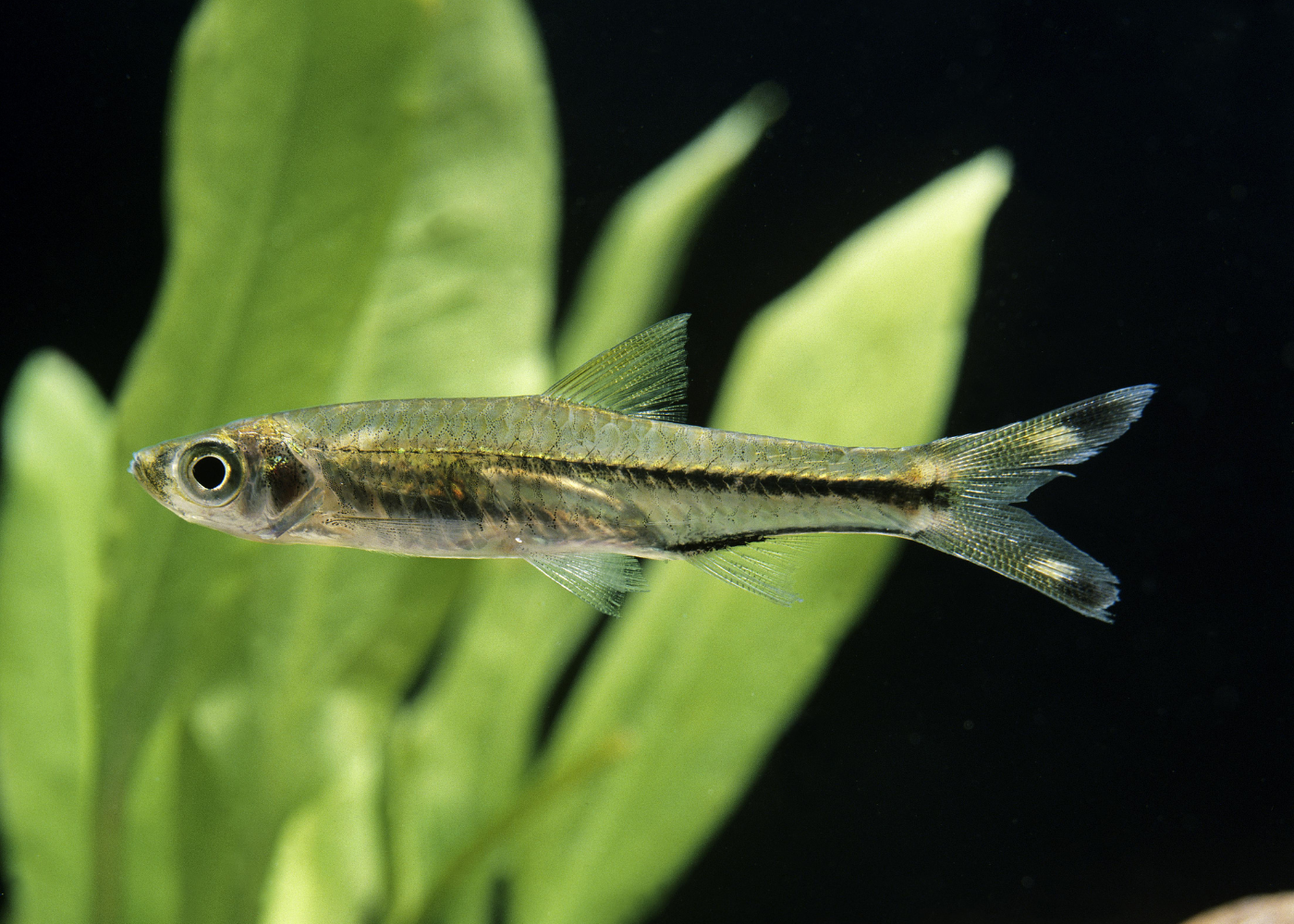 Scissortail Rasbora Special (6 for $20)