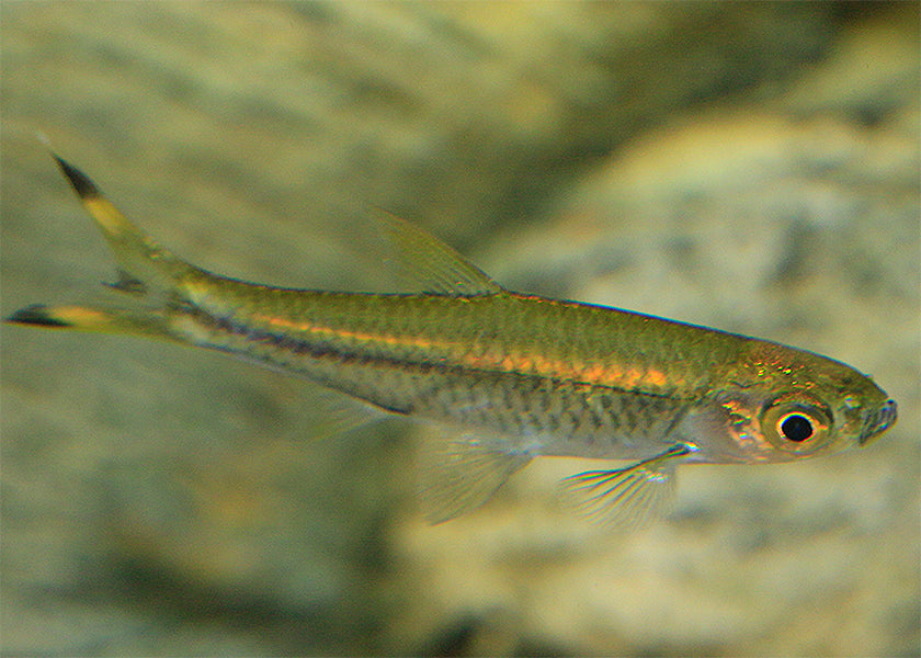 Scissortail Rasbora Special (6 for $20) 2