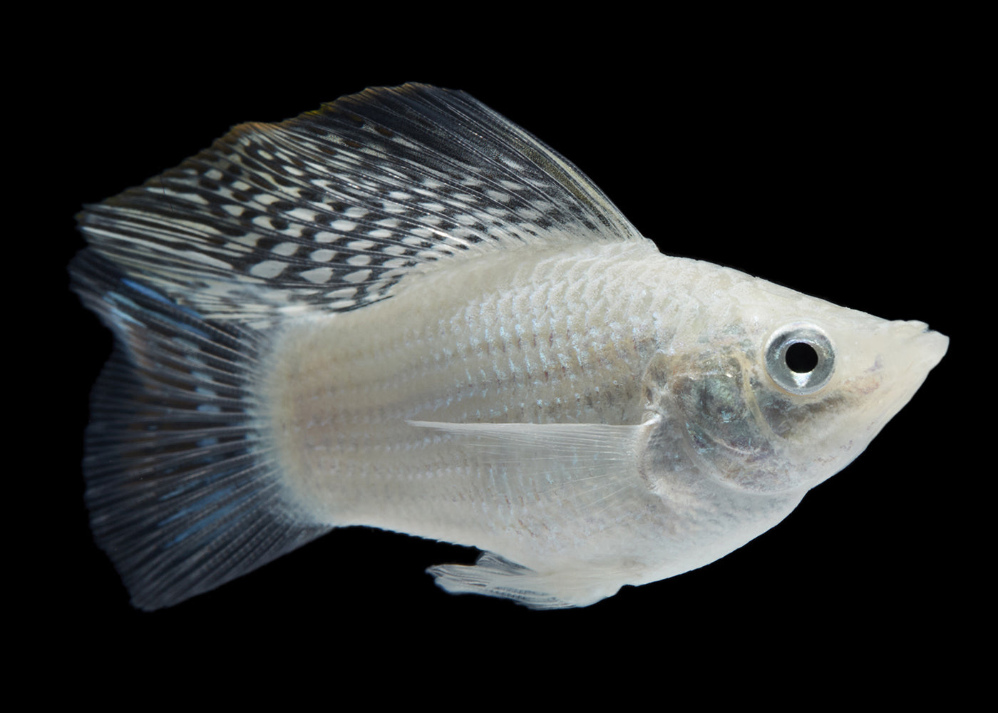 Molly - Balloon Assorted