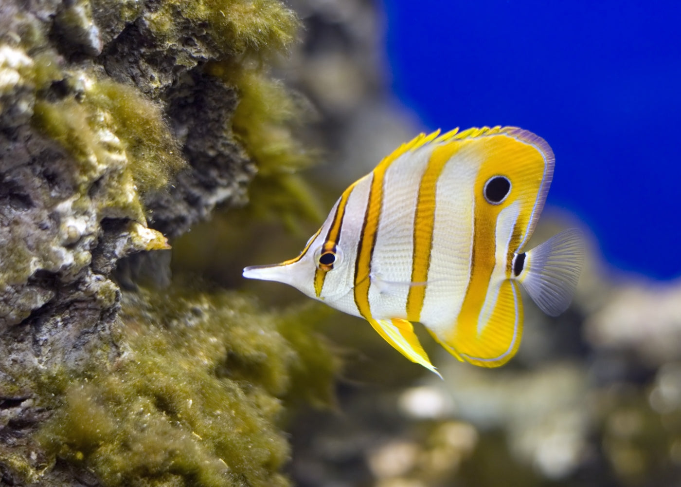 Butterfly - Copperband 2