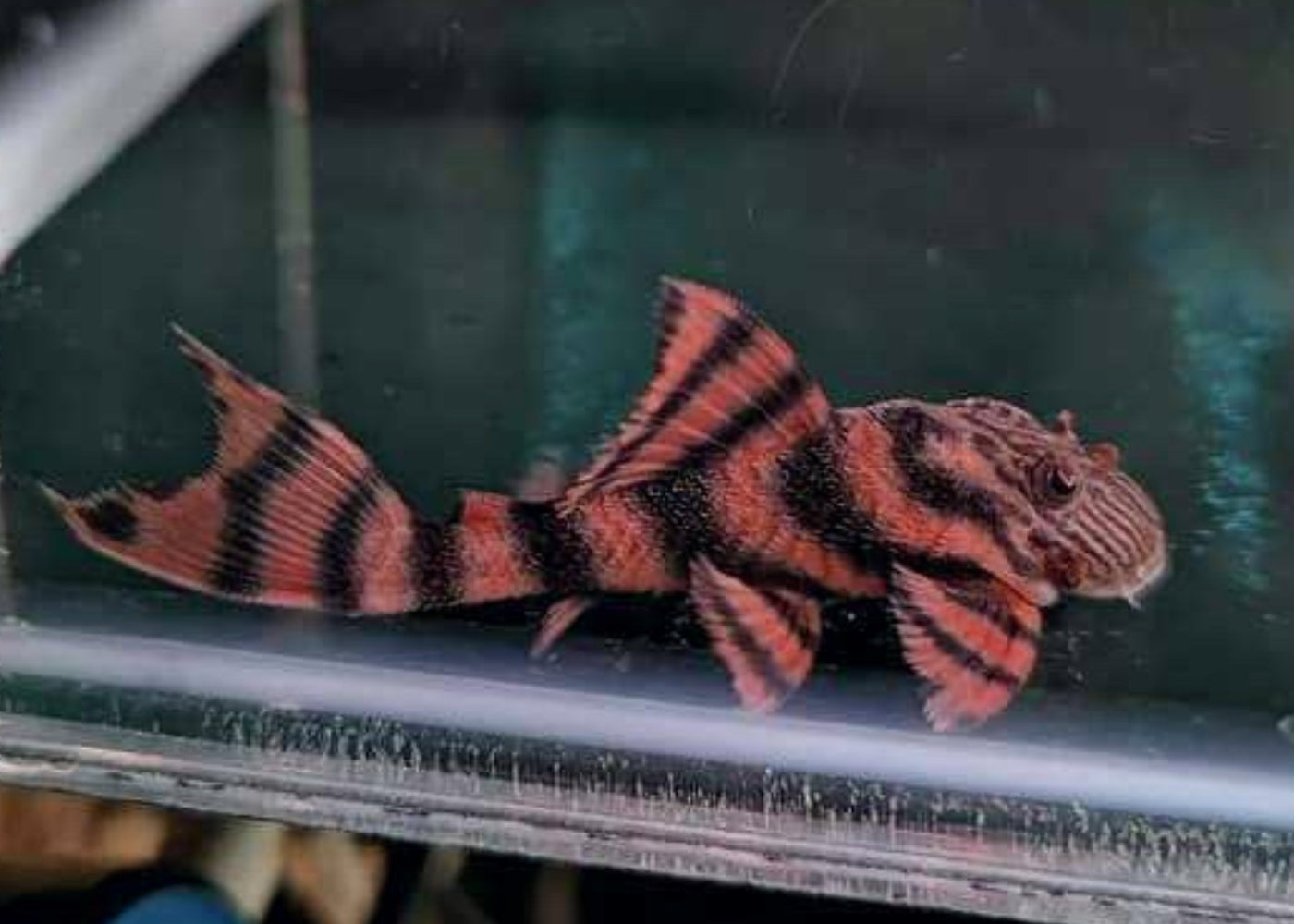 Panaqolus sp. L397 - Alenquer Tiger Pleco