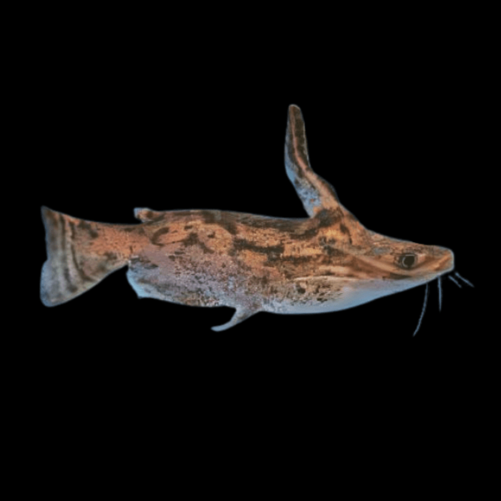 Columbian Wood Catfish