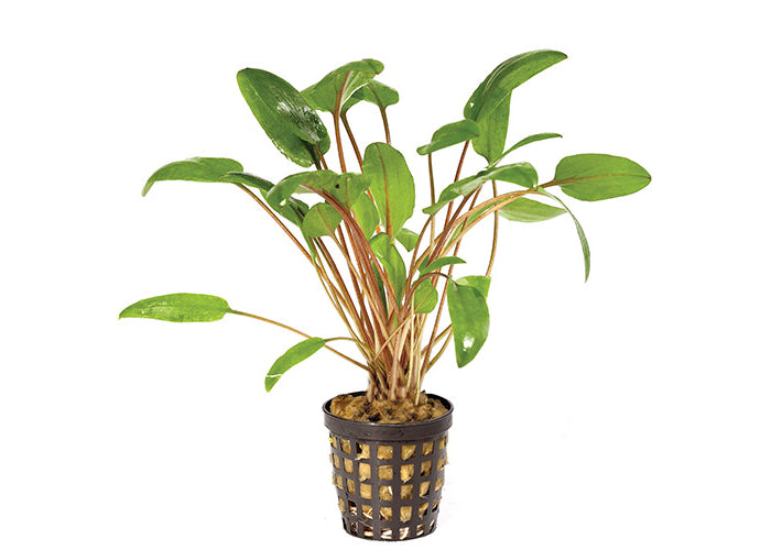 Cryptocoryne (Assorted) in Mesh Pot
