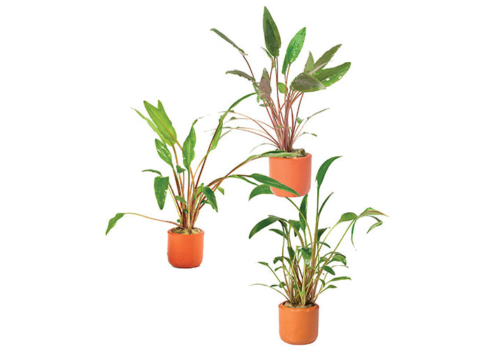 Cryptocoryne (Assorted) in Mesh Pot 2