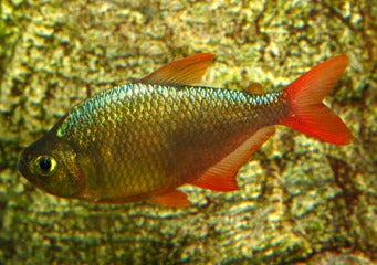 Red Blue Colombian Tetra Special (6 for $25) 2