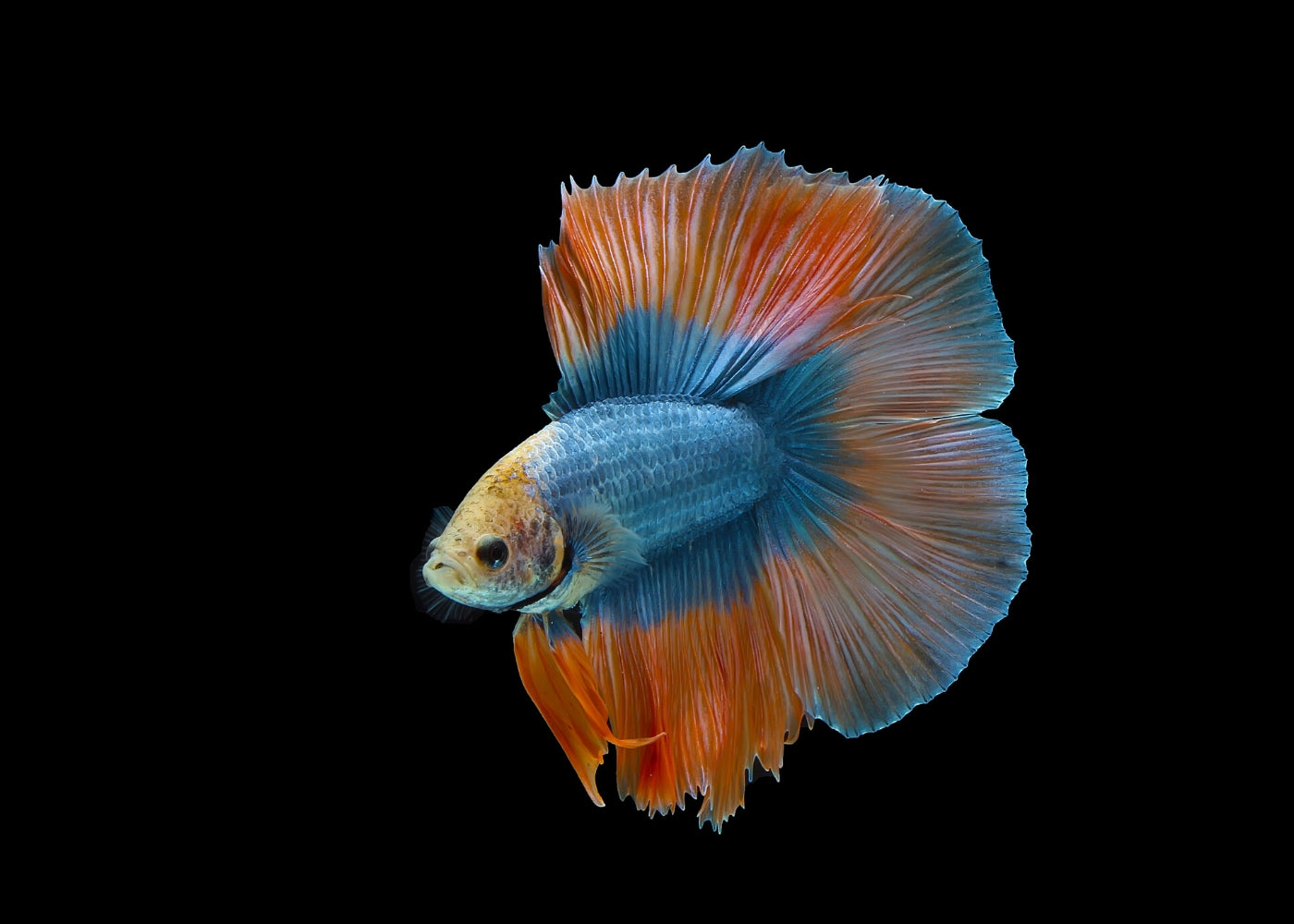 Male Double Tail Halfmoon Betta 2