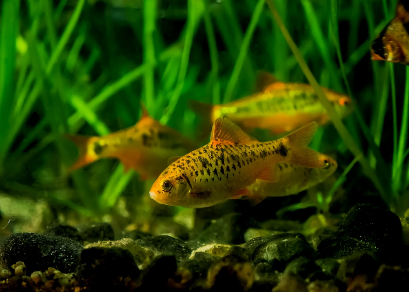 Golden Barb Special (6 for $20) 2