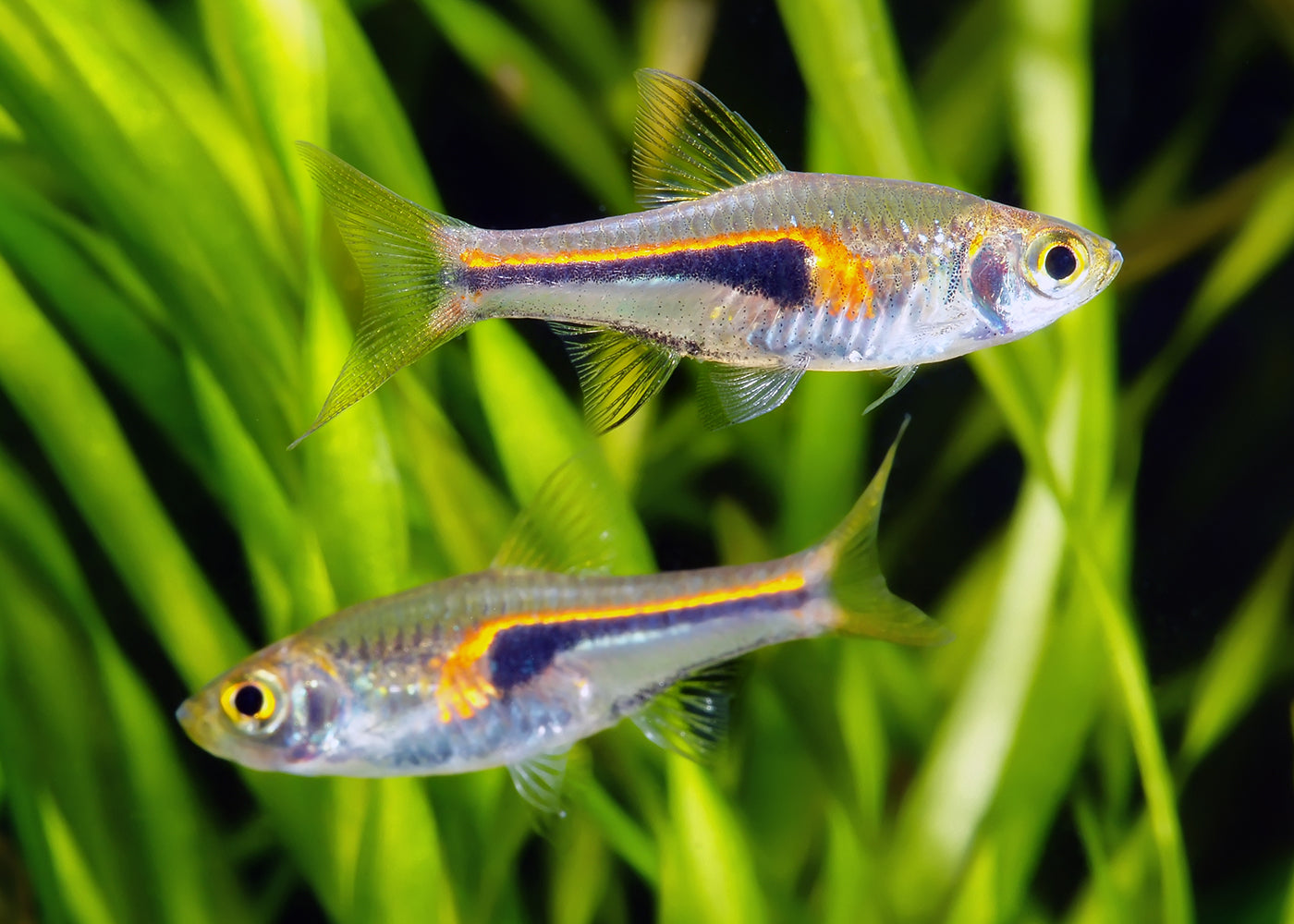 Hengels Rasbora Special (6 for $16)