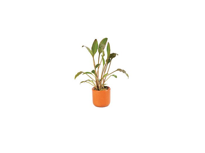 Cryptocoryne Walkeri in Terracotta Pot