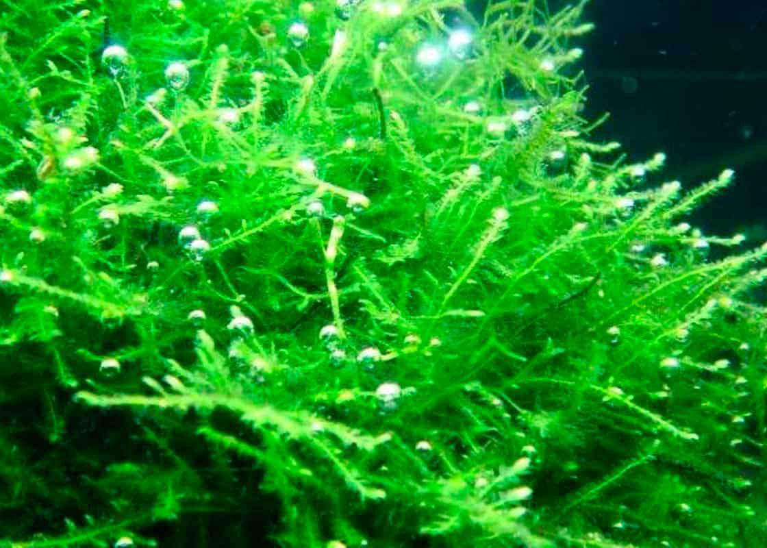 Java moss 2