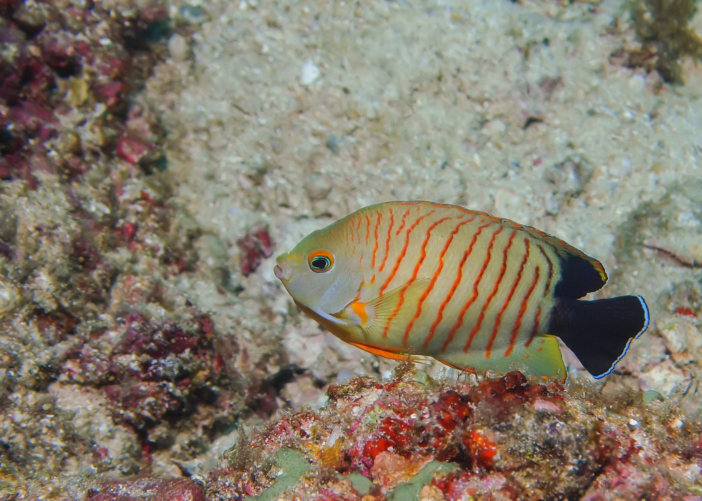 Angel - Eibli - Red Stripe Angelfish