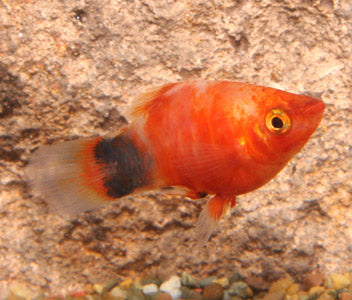 Platy Tiger