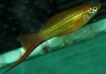 Swordtail - Assorted 2