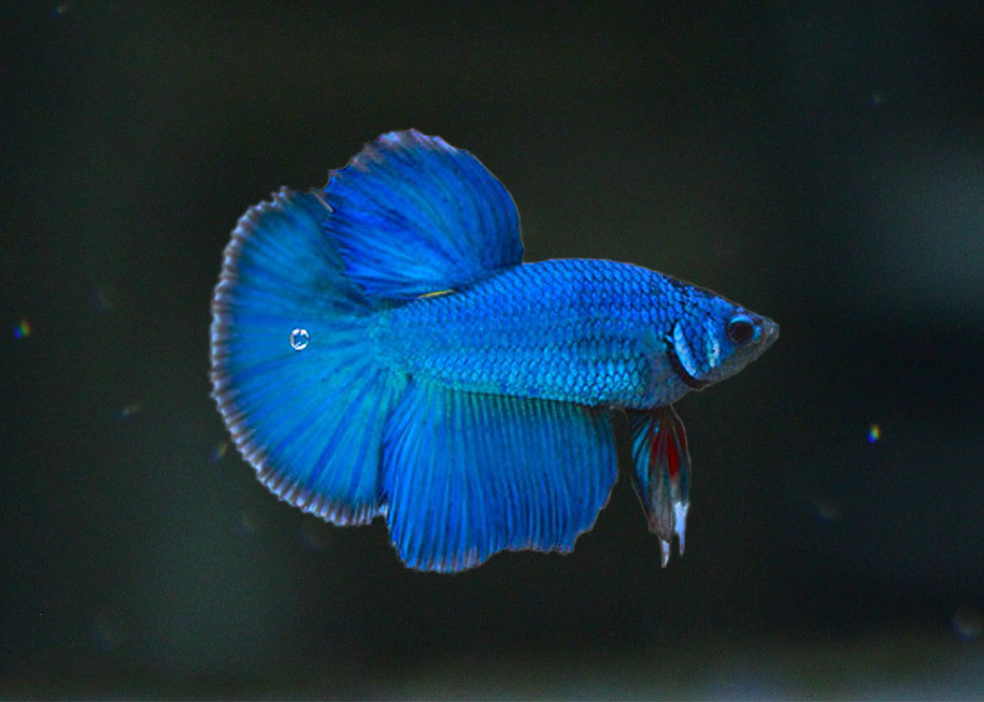 Fighter Male Plakat Halfmoon Fancy