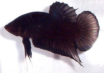 Fighter Male Plakat Halfmoon Fancy 2